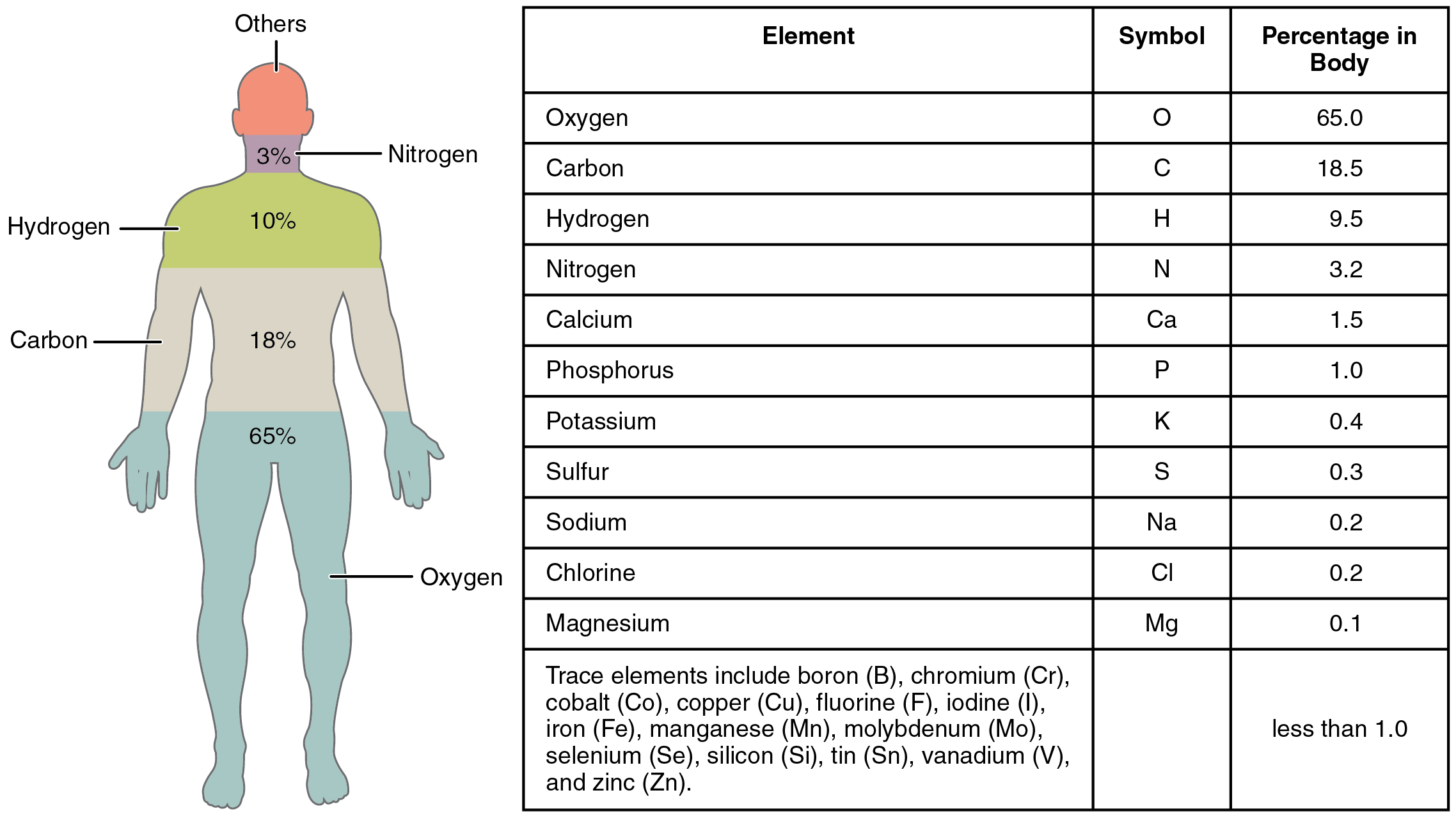 Elements of the human body